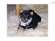 Price: $1200
This advertiser is not a subscribing member and asks that you upgrade to view the complete puppy profile for this Shiba Inu, and to view contact information for the advertiser. Upgrade today to receive unlimited access to NextDayPets.com.