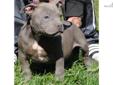 Price: $1500
Weezy is a direct kanye daughter bred to Caveman. www.zulloukennels.com 256-651-2122 256-621-2173
Source: http://www.nextdaypets.com/directory/dogs/ced33a41-c671.aspx