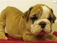 Price: $1600
Outgoing, loving, healthy female red & white english bulldog; AKC registered and comes with a pedigree, microchip, current vaccinations, and a one year health guarantee; shipping is available for an additional $300; please call or email...we