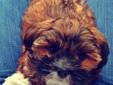 Price: $950
This advertiser is not a subscribing member and asks that you upgrade to view the complete puppy profile for this Lhasa Apso, and to view contact information for the advertiser. Upgrade today to receive unlimited access to NextDayPets.com.