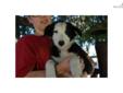 Price: $350
This advertiser is not a subscribing member and asks that you upgrade to view the complete puppy profile for this Border Collie, and to view contact information for the advertiser. Upgrade today to receive unlimited access to NextDayPets.com.