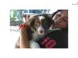 Price: $450
This advertiser is not a subscribing member and asks that you upgrade to view the complete puppy profile for this Border Collie, and to view contact information for the advertiser. Upgrade today to receive unlimited access to NextDayPets.com.