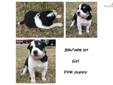 Price: $500
This advertiser is not a subscribing member and asks that you upgrade to view the complete puppy profile for this Border Collie, and to view contact information for the advertiser. Upgrade today to receive unlimited access to NextDayPets.com.