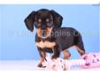 Price: $499
Abigail is a FUN MINI Dachshund!! It is a joy to watch her play! She has a great temperament! She should be around 9lbs full grown. Abigail is up to date on her shots and dewormings. She also comes with a one year health warranty. She can be