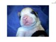 Price: $1250
D-Dog's Ice Cracker x Lamb's Dixie Belle. Born May 7, 2012! 7 males and 1 female. Excellent bloodlines for conformation, health, and temperament! Dam & Sire OFA Good. Puppies will be vet checked, vaccinated, microchipped, and guaranteed upon