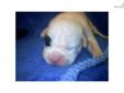 Price: $1250
D-Dog's Ice Cracker x Lamb's Dixie Belle. Born May 7, 2012! 7 males and 1 female. Excellent bloodlines for conformation, health, and temperament! Dam & Sire OFA Good. Puppies will be vet checked, vaccinated, microchipped, and guaranteed upon