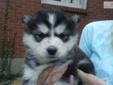 Price: $699
This advertiser is not a subscribing member and asks that you upgrade to view the complete puppy profile for this Siberian Husky, and to view contact information for the advertiser. Upgrade today to receive unlimited access to NextDayPets.com.