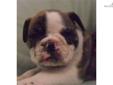 Price: $2800
This advertiser is not a subscribing member and asks that you upgrade to view the complete puppy profile for this English Bulldog, and to view contact information for the advertiser. Upgrade today to receive unlimited access to