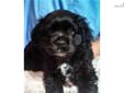 Price: $800
This advertiser is not a subscribing member and asks that you upgrade to view the complete puppy profile for this Cocker Spaniel, and to view contact information for the advertiser. Upgrade today to receive unlimited access to NextDayPets.com.