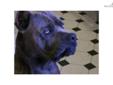 Price: $800
This advertiser is not a subscribing member and asks that you upgrade to view the complete puppy profile for this Cane Corso Mastiff, and to view contact information for the advertiser. Upgrade today to receive unlimited access to