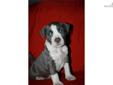 Price: $1000
This advertiser is not a subscribing member and asks that you upgrade to view the complete puppy profile for this American Staffordshire Terrier, and to view contact information for the advertiser. Upgrade today to receive unlimited access to