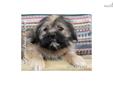 Price: $300
Ace is a male Lhasa Apso puppy. Lhasa Apsos are calm, loyal, and lovable. They enjoy company, but are wary of strangers. The Lhaso Apso gets along well with children, other dogs, and any household pets. Lhasa Apsos are quite happy indoors and