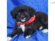 Price: $650
Betsy is a SUPER SUPER CUTE Female "TOY" Aussiedoodle, Mom is a Toy Aussie and her weight is 17 lbs and Dad is a Toy Poodle his weight is 12 lbs. These are SUPER smart puppies and very loveable. Betsy has been registered with ACHC and will