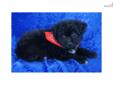 Price: $650
Brea is a SUPER SUPER CUTE Female "TOY" Aussiedoodle, Mom is a Toy Aussie and her weight is 17 lbs and Dad is a Toy Poodle his weight is 12 lbs. These are SUPER smart puppies and very loveable. Brea has been registered with ACHC and will come