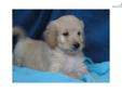 Price: $875
At http://www.albarkkennels.com this is F1b GOLDENDOODLE: KARLOS (M). He is adventurous & active little boy. Ready for your home now. The Kauffman family lives in beautiful Oakland, Maryland and have enjoyed raising quality puppies since 2004