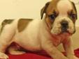 Price: $1600
Outgoing, loving, healthy male fawn brindle & white english bulldog; AKC registered and comes with a pedigree, microchip, current vaccinations, and a one year health guarantee; shipping is available for an additional $300; please call or