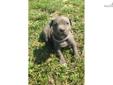Price: $600
Male American Pit Bull Terrier puppy for sale. ADBA REGISTERED BLUE AMERICAN PIT BULL TERRIORS---Born on 4-10-13 .6 MALES-3 FEMALES ..Some solid blue, some blue with white markings. Solid blue dam of the litter known blood lines are Razors