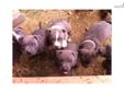 Price: $600
ALL OF THE REST OF OUR PUPPIES WILL BE $600 INCLUDING THE FEMALES! THE PUPPIES ARE NOW READY TO GO! ADBA REGISTERED BLUE AMERICAN PIT BULL TERRIORS---Born on 4-10-13 .6 MALES-3 FEMALES ..Some solid blue, some blue with white markings. Solid