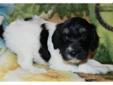 Price: $600
Adkins is a very, very flashy F1B Labradoodle. He is a RARE TRI COLORED which means he is a Black & White Parti with Sable markings. He is the laid-back one of the group! He will be very patient and tolerant of his new family. Adkins will be