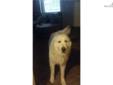 Price: $50
This advertiser is not a subscribing member and asks that you upgrade to view the complete puppy profile for this Great Pyrenees, and to view contact information for the advertiser. Upgrade today to receive unlimited access to NextDayPets.com.