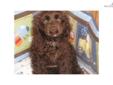 Price: $700
Wow what a pretty puppy, green greens and a great hair coat! don't miss out on this baby girl. 561-674-8864
Source: http://www.nextdaypets.com/directory/dogs/60a606da-45f1.aspx