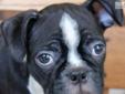 Price: $550
Meet Freddie! This little fella loves to snuggle and is sure to wiggle his way into your heart. He has quite the personality and is sure to put a smile on your face everyday. He has a lot of love to give and is a wonderful match for your