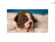 Price: $850
This advertiser is not a subscribing member and asks that you upgrade to view the complete puppy profile for this Boston Terrier, and to view contact information for the advertiser. Upgrade today to receive unlimited access to NextDayPets.com.