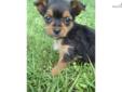Price: $300
Annie is a precious Chorkie with big personality. She will make a great addition to a loving family. She is up to date on shots and dewormings. Call to reserve yours today.
Source: http://www.nextdaypets.com/directory/dogs/3227bb6b-43e1.aspx