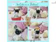 Price: $3800
Super cute mini teacup pug available. Expecting 6 pounds full grown. Gorgeous face and so tiny! Fits right in a teacup :) He is playful, outgoing and loves to snuggle. Perfect companion! Looking for something small and unique well here he is.
