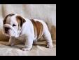 Price: $165
Lovely looking outstanding english bulldog puppies available all 12 weeks old, they are up to date on all shots, they are vet checked, All papers are available , they are very friendly with children and deserves lots of attention. This