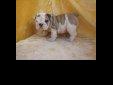 Price: $130
We have 2 very nice quality bulldog puppies. Puppies are 13 weeks old. They are champion sired with multi-champion pedigrees. Puppies are up to date on shots, wormed, have been health checked, and are micro chipped, We are a lovely family that