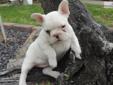 Price: $1700
Zoey is an adorable cream colored french bulldog. She is a little lover. She loves to be cuddled and loved on. She is registered through APRI. Zoey has had her first set of puppy shots and has been dewormed. Her mother is wonderful. She does