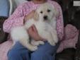 Price: $1100
This advertiser is not a subscribing member and asks that you upgrade to view the complete puppy profile for this Golden Retriever, and to view contact information for the advertiser. Upgrade today to receive unlimited access to