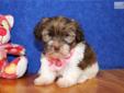 Price: $800
ADORABLE LITTLE FEMALE HAVANESE PUPPY IS LOOKING FOR A NEW HOME TO RUN AND PLAY IN AND THEN CUDDLE UP FOR A NAP. THIS PUPPY HAS BEEN VET CHECKED AND IS CURRENT ON ALL SHOTS/DEWORMING.YOUR NEW PUPPY COMES WITH A FREE VET EXAM, UTD SHOT RECORD,