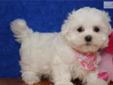 Price: $800
ADORABLE LITTLE FEMALE MALTESE PUPPY IS LOOKING FOR A NEW HOME TO RUN AND PLAY IN AND THEN CUDDLE UP FOR A NAP. THIS PUPPY HAS BEEN VET CHECKED AND IS CURRENT ON ALL SHOTS/DEWORMING.YOUR NEW PUPPY COMES WITH A FREE VET EXAM, UTD SHOT RECORD,