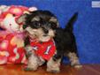 Price: $600
ADORABLE LITTLE FEMALE MORKIE (MALTESE/YORKIE) PUPPY IS LOOKING FOR A NEW HOME TO RUN AND PLAY IN AND THEN CUDDLE UP FOR A NAP. THIS PUPPY HAS BEEN VET CHECKED AND IS CURRENT ON ALL SHOTS/DEWORMING.YOUR NEW PUPPY COMES WITH A FREE VET EXAM,