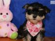 Price: $600
ADORABLE LITTLE FEMALE MORKIE (MALTESE/YORKIE) PUPPY IS LOOKING FOR A NEW HOME TO RUN AND PLAY IN AND THEN CUDDLE UP FOR A NAP. THIS PUPPY HAS BEEN VET CHECKED AND IS CURRENT ON ALL SHOTS/DEWORMING.YOUR NEW PUPPY COMES WITH A FREE VET EXAM,
