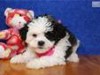 Price: $800
ADORABLE LITTLE FEMALE SHIH CHON (SHIH TZU/BICHON FRISE) PUPPY IS LOOKING FOR A NEW HOME TO RUN AND PLAY IN AND THEN CUDDLE UP FOR A NAP. THIS PUPPY HAS BEEN VET CHECKED AND IS CURRENT ON ALL SHOTS/DEWORMING.YOUR NEW PUPPY COMES WITH A FREE