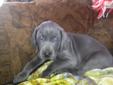 Price: $600
This advertiser is not a subscribing member and asks that you upgrade to view the complete puppy profile for this Weimaraner, and to view contact information for the advertiser. Upgrade today to receive unlimited access to NextDayPets.com.