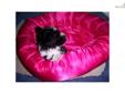 Price: $1199
This advertiser is not a subscribing member and asks that you upgrade to view the complete puppy profile for this Havanese, and to view contact information for the advertiser. Upgrade today to receive unlimited access to NextDayPets.com. Your