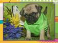 Price: $699
"Little Clowns of the Dog World" These puppies are Full Bred Pugs, Health Clearances, Vet Certified, Well Loved!All pups are up-to-date on all age appropriate shots and wormings and come with a 1 year Health Guarantee. YOU WILL LOVE OWNING A