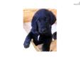 Price: $800
Carlo is a gorgeous Labradoodle boy, 9 weeks old. He has a mellow temperament, yet is playful and fun. He loves the cuddle and kiss. He will be a large Labradoodle. He is already evidencing the outstanding characteristics of his sire, an AKC