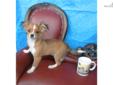 Price: $550
This advertiser is not a subscribing member and asks that you upgrade to view the complete puppy profile for this Chihuahua, and to view contact information for the advertiser. Upgrade today to receive unlimited access to NextDayPets.com. Your