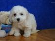 Price: $600
ADORABLE LITTLE MALE BICHON FRISE PUPPY IS LOOKING FOR A NEW HOME TO RUN AND PLAY IN AND THEN CUDDLE UP FOR A NAP. THIS PUPPY HAS BEEN VET CHECKED AND IS CURRENT ON ALL SHOTS/DEWORMING.YOUR NEW PUPPY COMES WITH A FREE VET EXAM, UTD SHOT