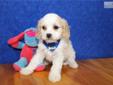 Price: $1200
ADORABLE LITTLE MALE CAVA CHON (/CAVALIER KING CHARLES SPANIEL/BICHON FRISE) PUPPY IS LOOKING FOR A NEW HOME TO RUN AND PLAY IN AND THEN CUDDLE UP FOR A NAP. THIS PUPPY HAS BEEN VET CHECKED AND IS CURRENT ON ALL SHOTS/DEWORMING.YOUR NEW PUPPY