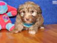 Price: $800
ADORABLE LITTLE MALE HAVANESE PUPPY IS LOOKING FOR A NEW HOME TO RUN AND PLAY IN AND THEN CUDDLE UP FOR A NAP. THIS PUPPY HAS BEEN VET CHECKED AND IS CURRENT ON ALL SHOTS/DEWORMING.YOUR NEW PUPPY COMES WITH A FREE VET EXAM, UTD SHOT RECORD,