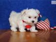 Price: $400
ADORABLE LITTLE MALE MALTESE PUPPY IS LOOKING FOR A NEW HOME TO RUN AND PLAY IN AND THEN CUDDLE UP FOR A NAP. THIS PUPPY HAS BEEN VET CHECKED AND IS CURRENT ON ALL SHOTS/DEWORMING.YOUR NEW PUPPY COMES WITH A FREE VET EXAM, UTD SHOT RECORD, CKC