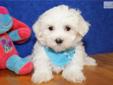 Price: $600
ADORABLE LITTLE MALE MALTESE PUPPY IS LOOKING FOR A NEW HOME TO RUN AND PLAY IN AND THEN CUDDLE UP FOR A NAP. THIS PUPPY HAS BEEN VET CHECKED AND IS CURRENT ON ALL SHOTS/DEWORMING.YOUR NEW PUPPY COMES WITH A FREE VET EXAM, UTD SHOT RECORD, CKC