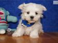 Price: $400
ADORABLE LITTLE MALE MALTESE PUPPY IS LOOKING FOR A NEW HOME TO RUN AND PLAY IN AND THEN CUDDLE UP FOR A NAP. THIS PUPPY HAS BEEN VET CHECKED AND IS CURRENT ON ALL SHOTS/DEWORMING.YOUR NEW PUPPY COMES WITH A FREE VET EXAM, UTD SHOT RECORD, CKC
