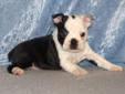Price: $800
This is a cutie-pie little Boston Terrier.. Very cute and flashly. He is a live-wire! Their mom is Black and White, dad is also Black and White. They are very nice pups with short little legs! It has the chubbiest little body. Our puppies will
